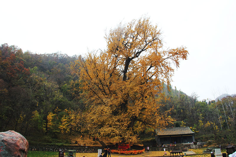 ǧ���y�ӹŘ�